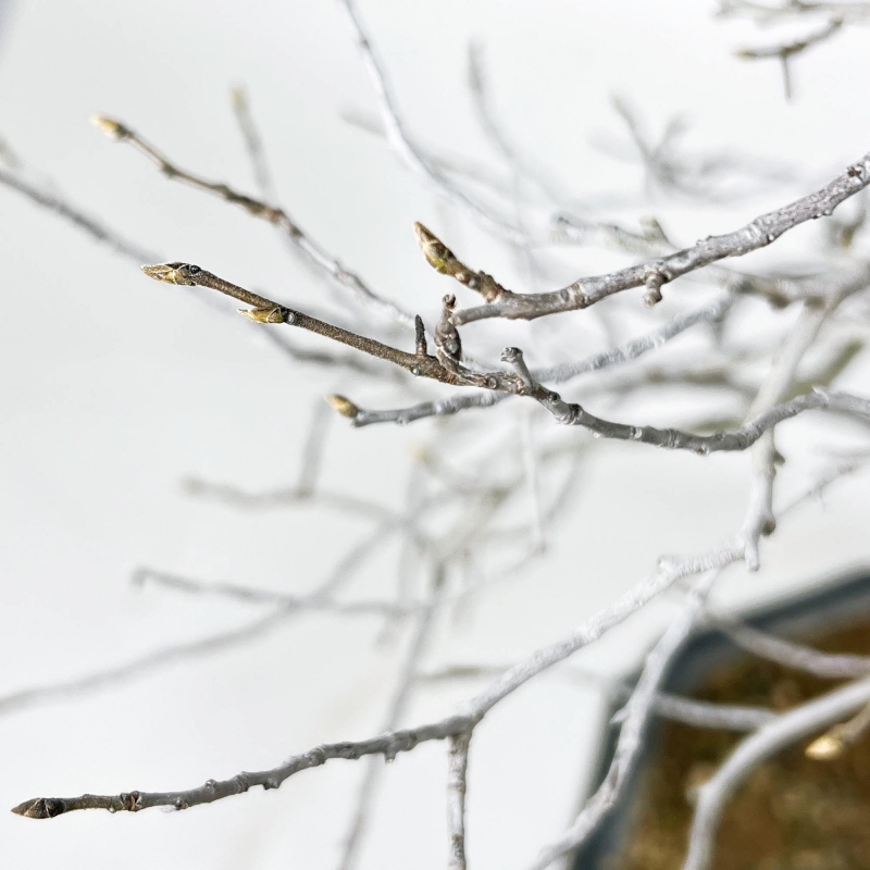 Diospyros Kaki - Kaki - 89 cm