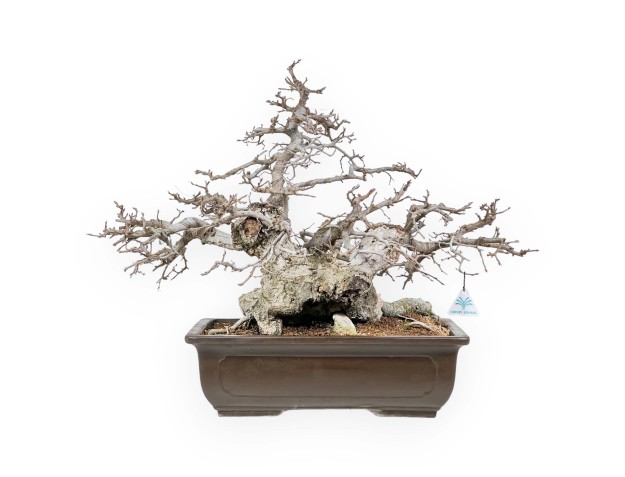 Carpinus - Carpe - 54 cm