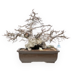 Carpinus - Carpino - 54 cm