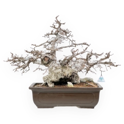Carpinus - Hornbeam - 54 cm