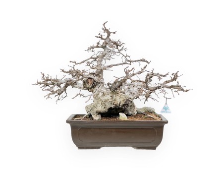 Carpinus - Charme - 54 cm