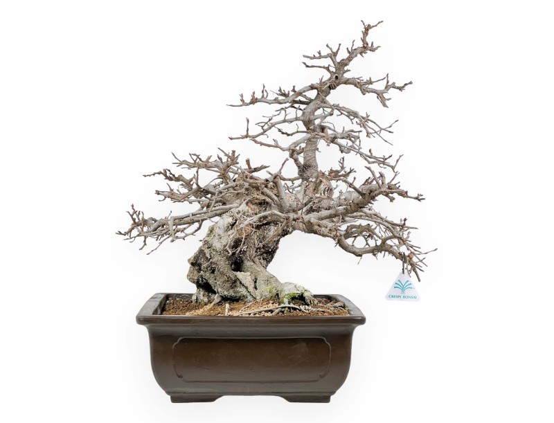 Carpinus - Haagbeuk - 54 cm