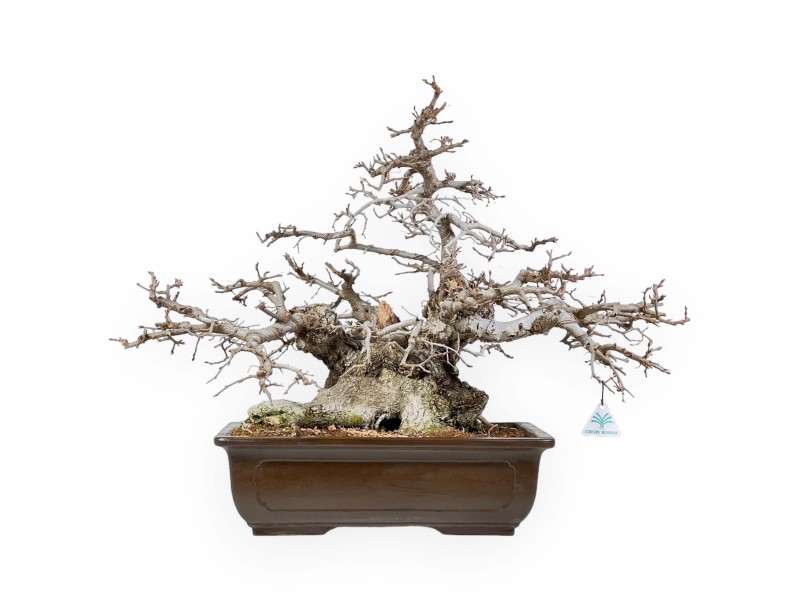 Carpinus - Charme - 54 cm