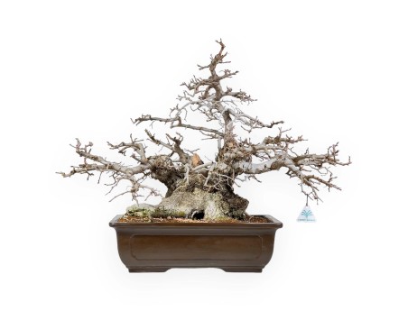Carpinus - Haagbeuk - 54 cm