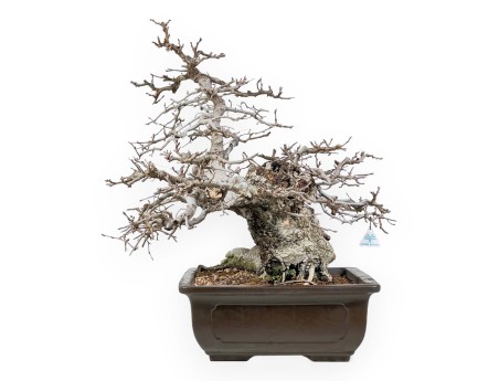 Carpinus - Hainbuche - 54 cm