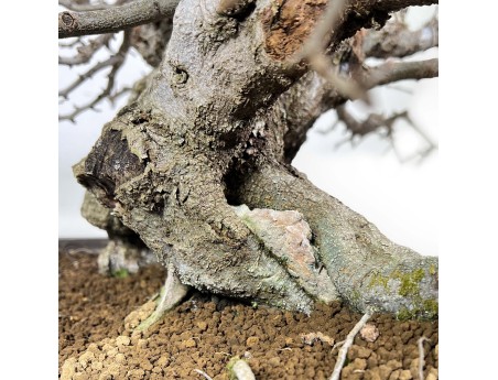 Carpinus - Haagbeuk - 54 cm