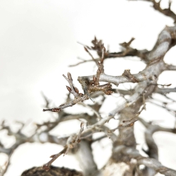 Carpinus - Hornbeam - 54 cm