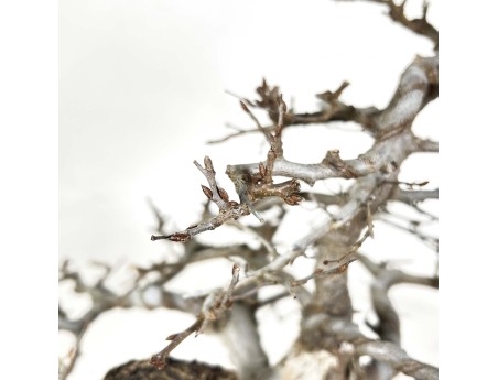 Carpinus - Hainbuche - 54 cm