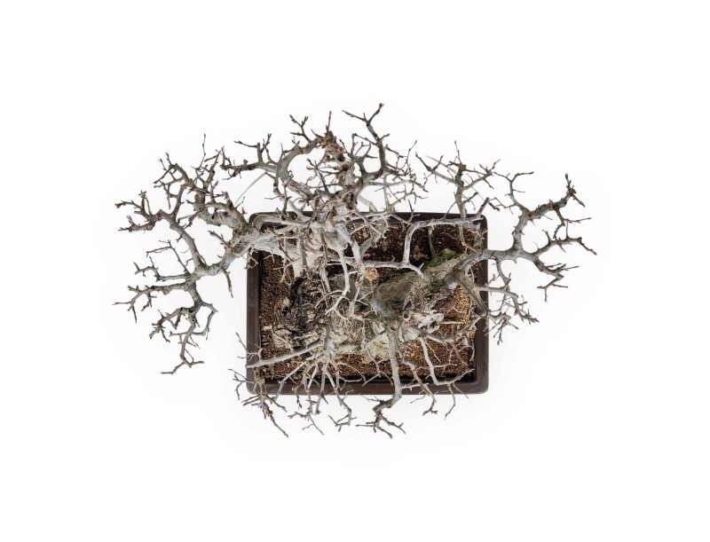 Carpinus - Haagbeuk - 54 cm