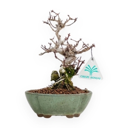 Lonicera - 19 cm