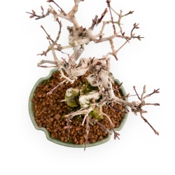 Lonicera - 19 cm