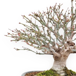 Acer Palmatum Kiohimei - Acero - 30 cm