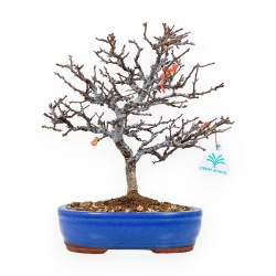 Chaenomeles Chojubai - Asian quince - 33 cm