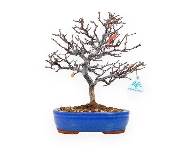 Chaenomeles Chojubai - Coing asiatique - 33 cm