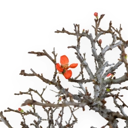 Chaenomeles Chojubai - Asian quince - 33 cm