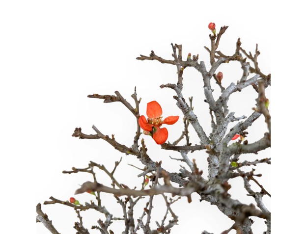 Chaenomeles Chojubai - Coing asiatique - 33 cm 2