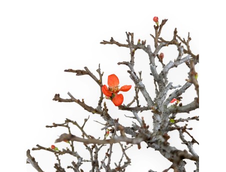 Chaenomeles Chojubai - 33 cm