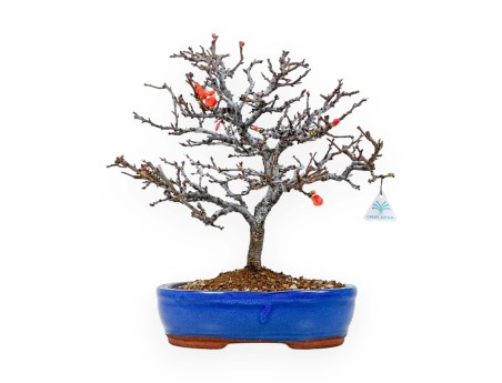 Chaenomeles Chojubai - Coing asiatique - 33 cm