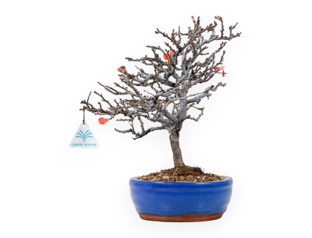 Chaenomeles Chojubai - Asian quince - 33 cm