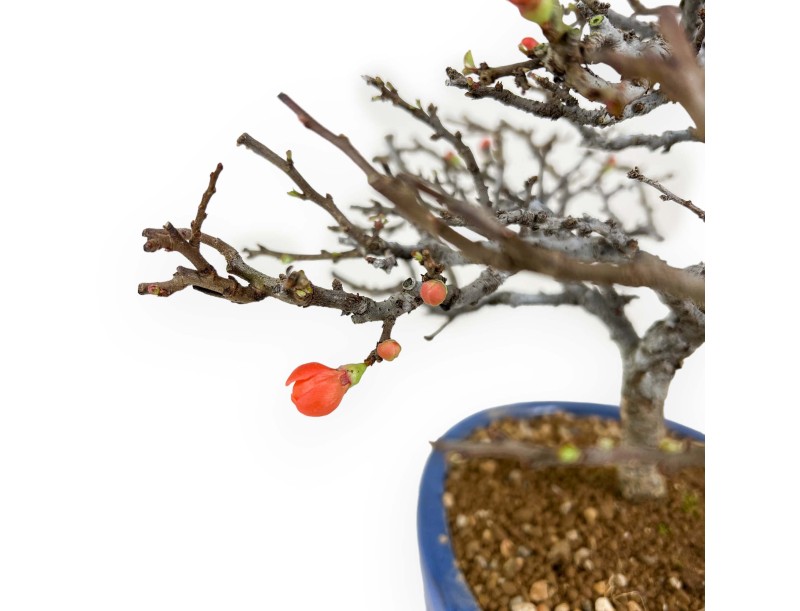 Chaenomeles Chojubai - Coing asiatique - 33 cm