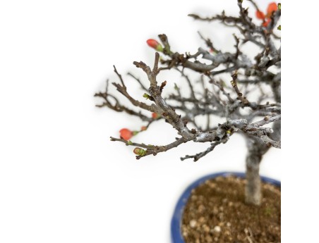 Chaenomeles Chojubai - 33 cm