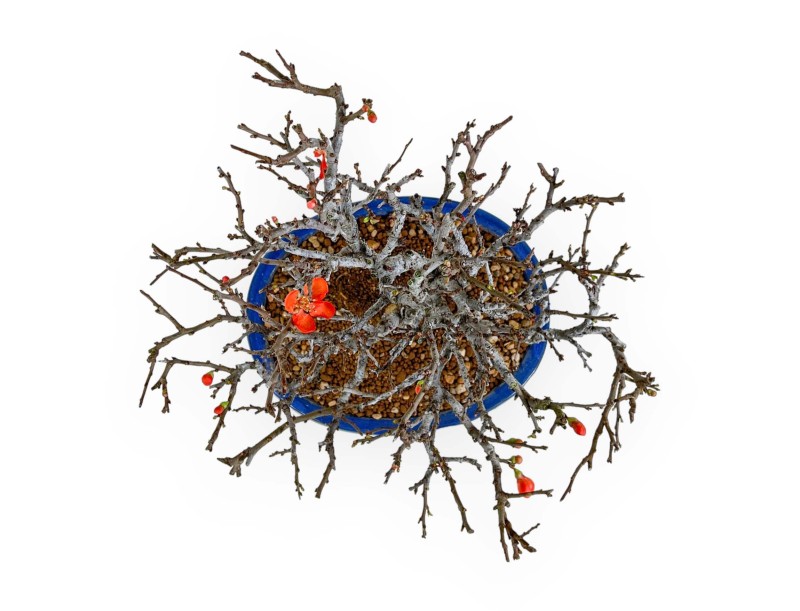 Chaenomeles Chojubai - Cotogno - 33 cm