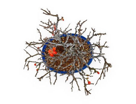 Chaenomeles Chojubai - Coing asiatique - 33 cm