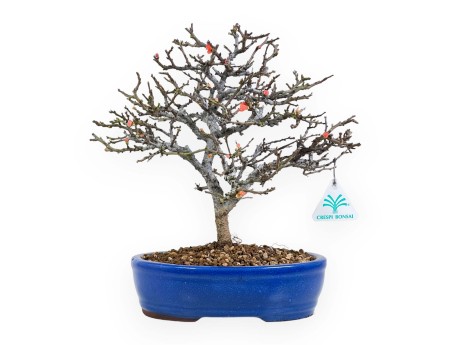 Chaenomeles Chojubai - Coing asiatique - 32 cm