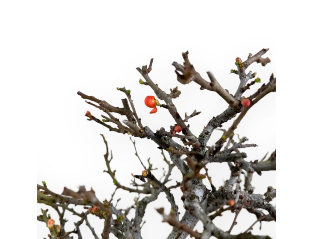 Chaenomeles Chojubai - Cotogno - 32 cm 2