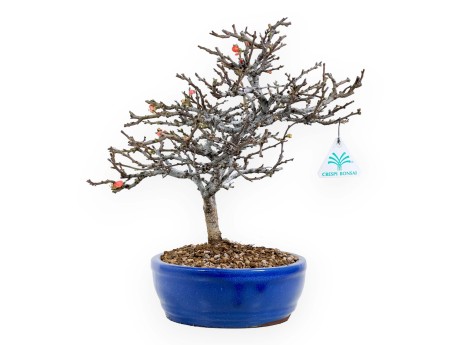 Chaenomeles Chojubai - Cotogno - 32 cm