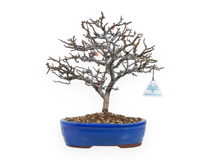 Chaenomeles Chojubai - Cotogno - 32 cm