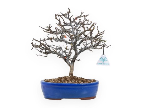 Chaenomeles Chojubai - Coing asiatique - 32 cm