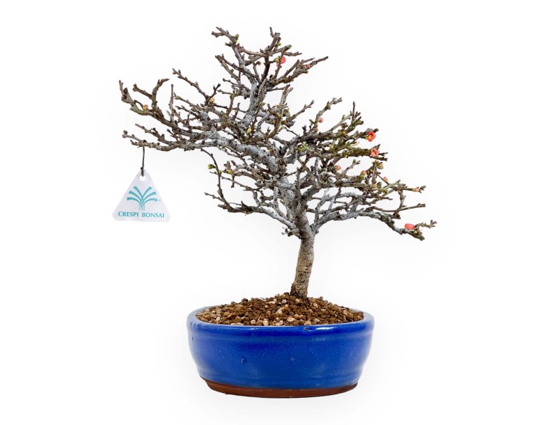 Chaenomeles Chojubai - Asian quince - 32 cm