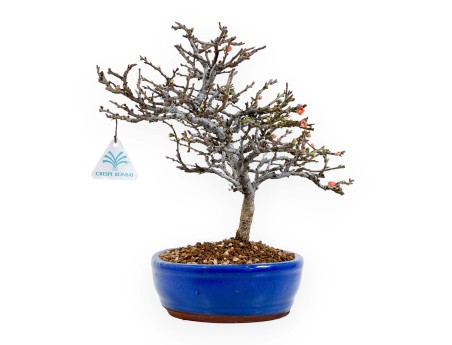 Chaenomeles Chojubai - Cotogno - 32 cm