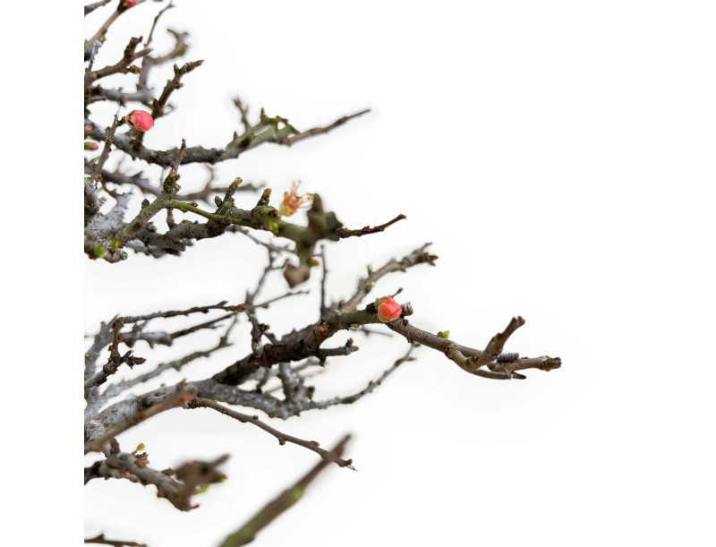 Chaenomeles Chojubai - Asian quince - 32 cm