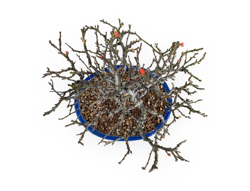 Chaenomeles Chojubai - Asian quince - 32 cm