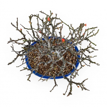 Chaenomeles Chojubai - Asian quince - 32 cm