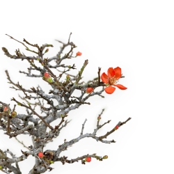 Chaenomeles Chojubai - Coing asiatique - 34 cm