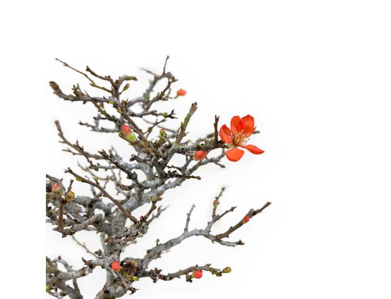 Chaenomeles Chojubai - Coing asiatique - 34 cm