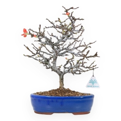 Chaenomeles Chojubai - Coing asiatique - 34 cm