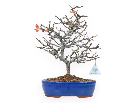 Chaenomeles Chojubai - Coing asiatique - 34 cm