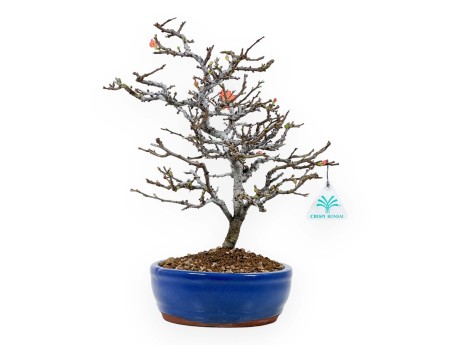 Chaenomeles Chojubai - 34 cm