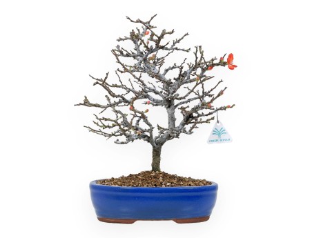 Chaenomeles Chojubai - Asian quince - 34 cm