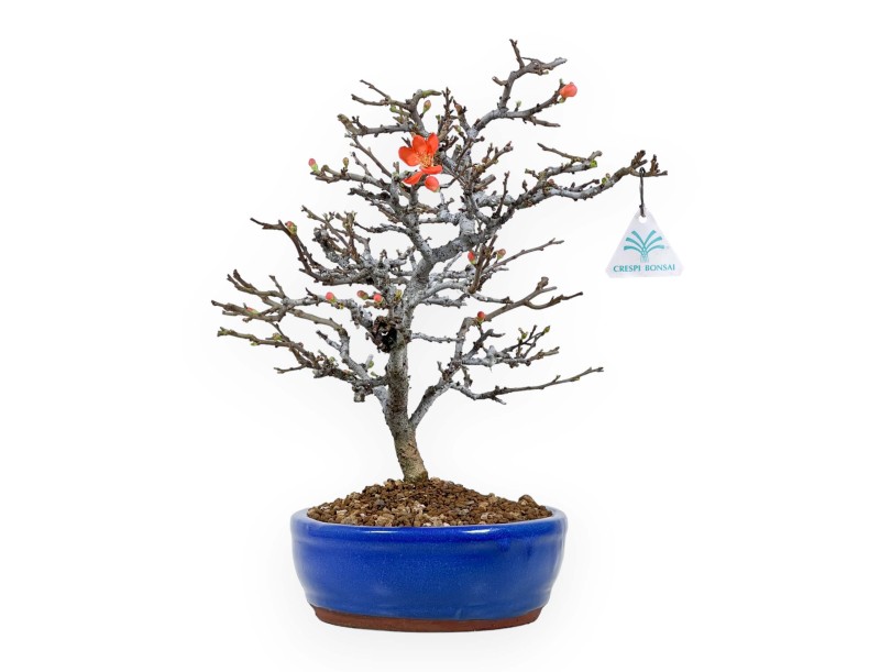 Chaenomeles Chojubai - Cotogno - 34 cm