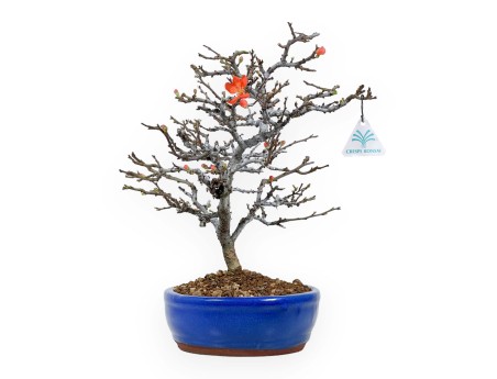 Chaenomeles Chojubai - Asian quince - 34 cm