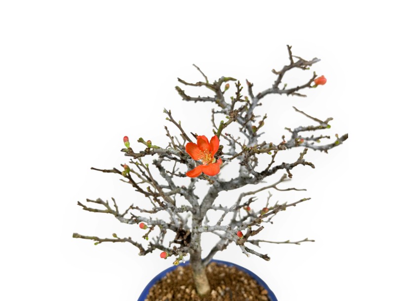 Chaenomeles Chojubai - 34 cm