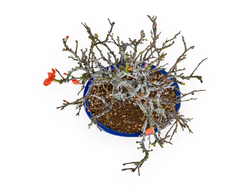 Chaenomeles Chojubai - Cotogno - 34 cm