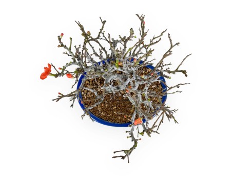 Chaenomeles Chojubai - Asian quince - 34 cm