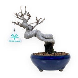 Pseudocydonia Chinensis - Apple tree - 20 cm