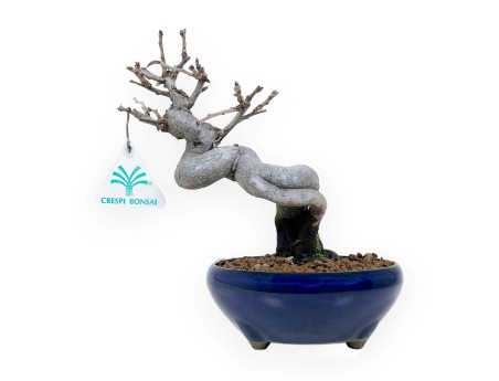 Pseudocydonia Chinensis - Apple tree - 20 cm